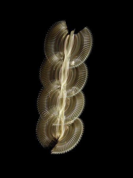 Fluctus #31, Sturnus vulgaris, Common starling