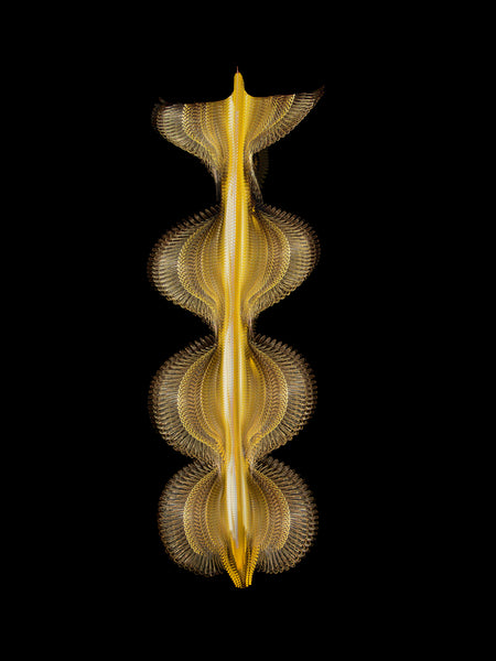 Fluctus #33, Oriolus oriolus, Eurasian golden oriole