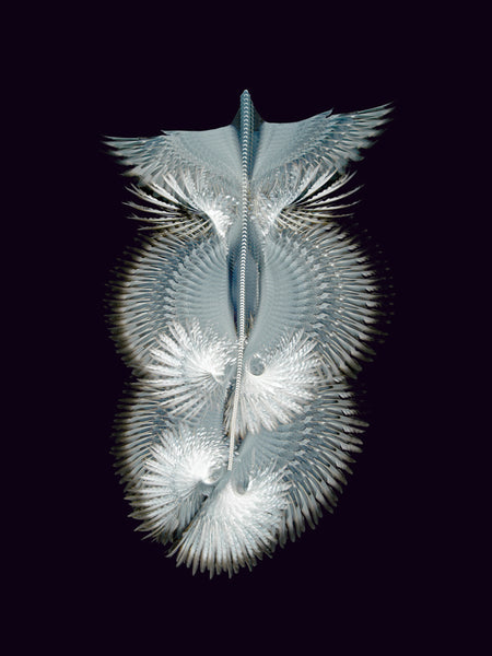 Fluctus #36, Columba livia, Rock pigeon