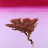 Red Bush