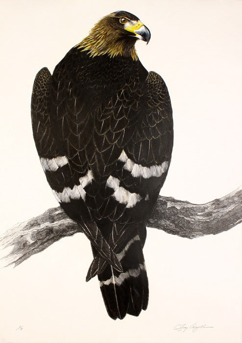 Tony Angell Artwork 'Golden Eagle, 1/3' | Available at fosterwhite.com