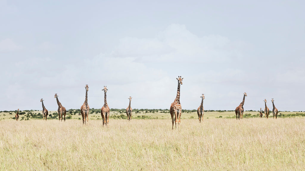 12 Giraffes, Maasai Mara, Amboseli, Kenya, 2018