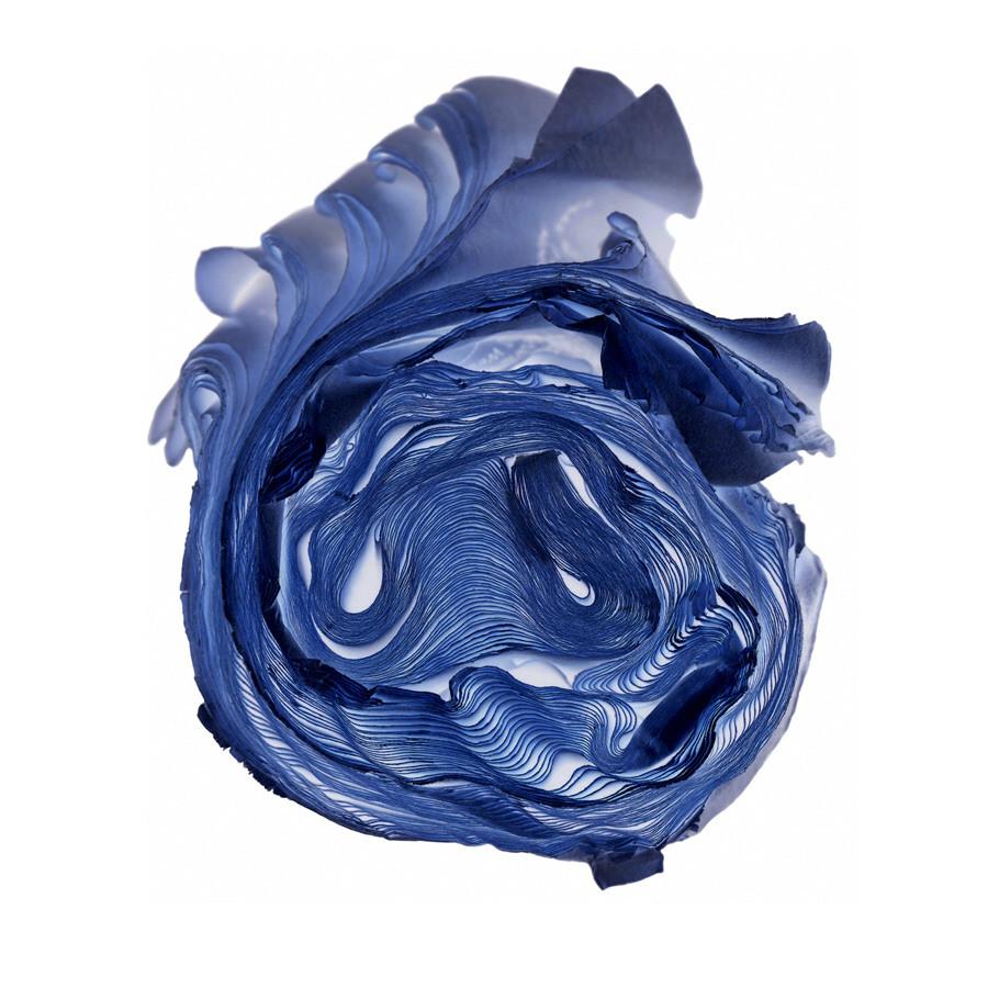 Cara Barer - Blue Rose - available in 3 sizes Archival Pigment Print Mounted on Archival Substrate, Framed in Black with Plexiglass, - Foster White Gallery