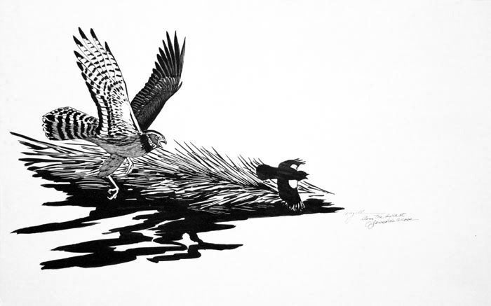 Tony Angell Artwork 'Young Marsh Hawk Pursuing Red Wing' | Available at fosterwhite.com