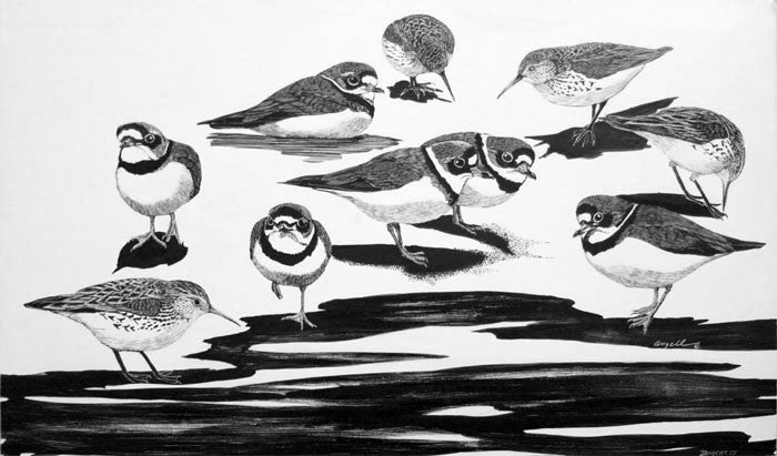 Tony Angell Artwork 'Semipalmated Plovers & Western Sandpipers at Dungeness' | Available at fosterwhite.com
