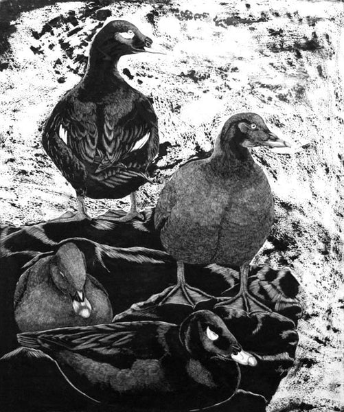 Tony Angell Artwork 'White Winged Scoters' | Available at fosterwhite.com