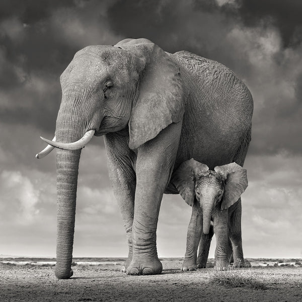 David Burdeny Artwork 'Elephant Mother and Child, Amboseli, Kenya' | Available at fosterwhite.com