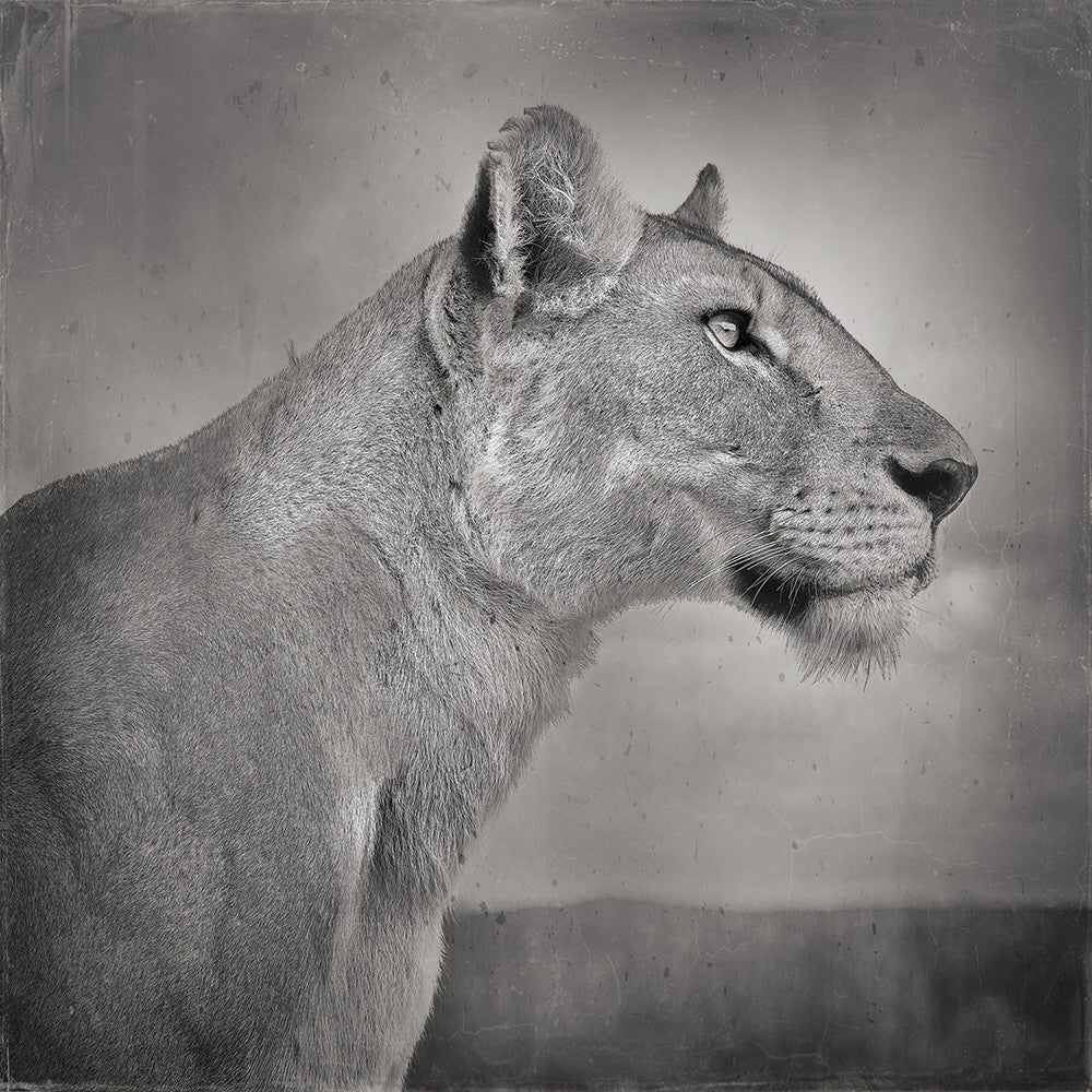 David Burdeny Artwork 'Lioness Profile, Serengeti, Tanzania' | Available at fosterwhite.com