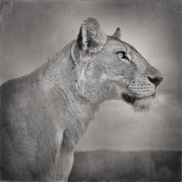 David Burdeny Artwork 'Lioness Profile, Serengeti, Tanzania' | Available at fosterwhite.com