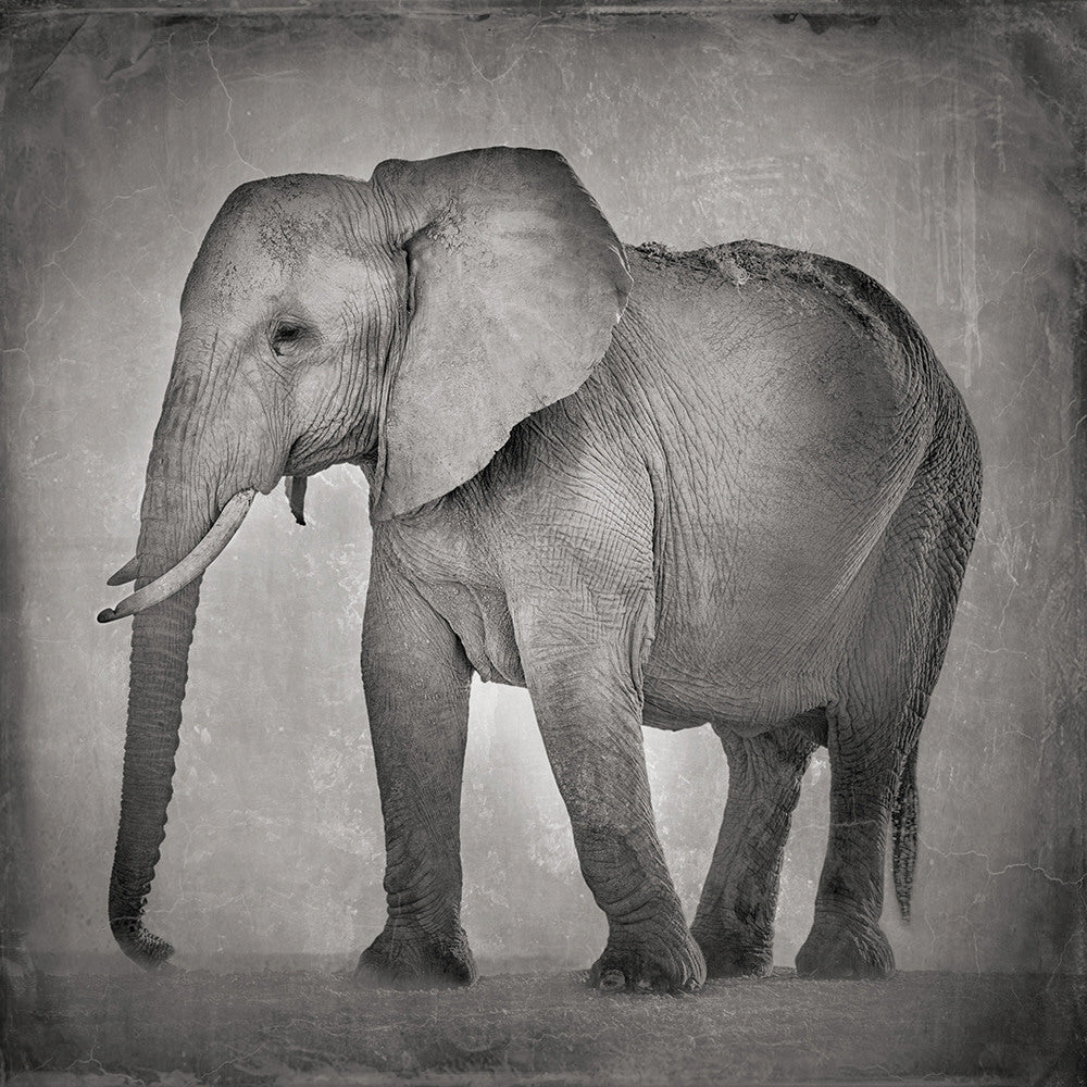 David Burdeny Artwork 'Resting Elephant, Amboseli, Kenya' | Available at fosterwhite.com