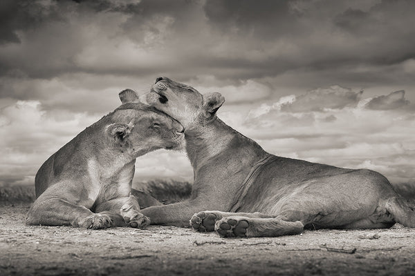David Burdeny Artwork 'One Love, Serengeti, Tanzania' | Available at fosterwhite.com