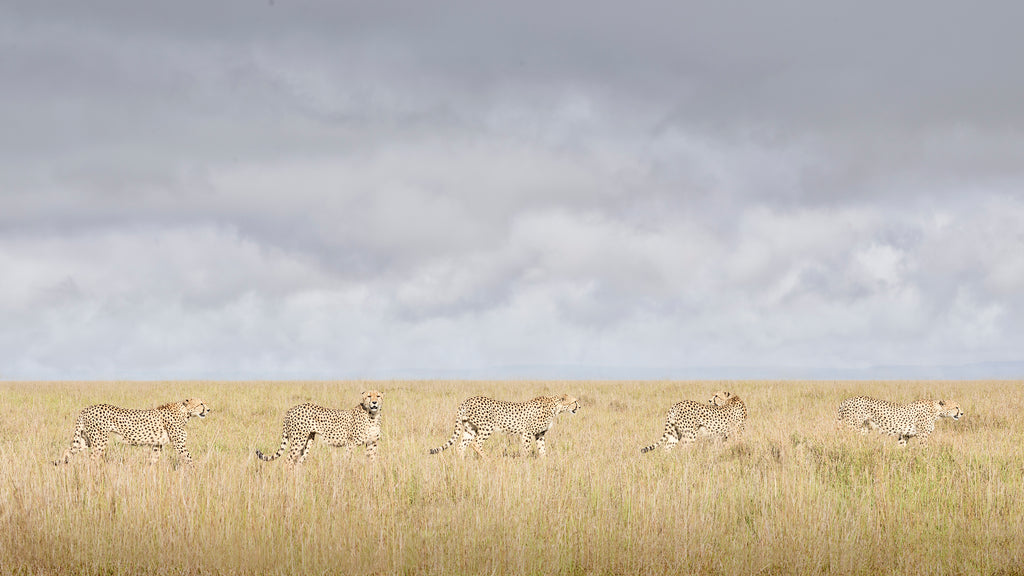 Cheetah Coalition, Maasai Mara, Kenya, 2019