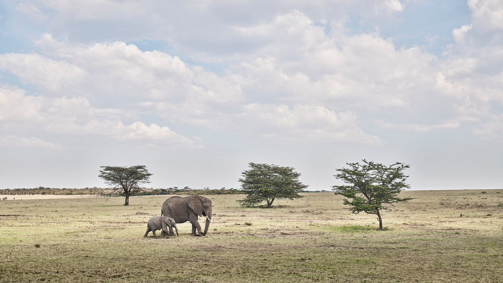 Elephant Mother & Calf, Maasai Mara, Kenya, 2019