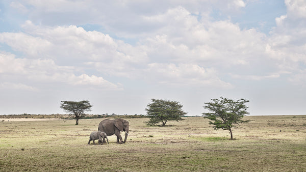 Elephant Mother & Calf, Maasai Mara, Kenya, 2019