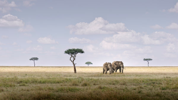 Elephant Pair, Amboseli, Kenya, 2019