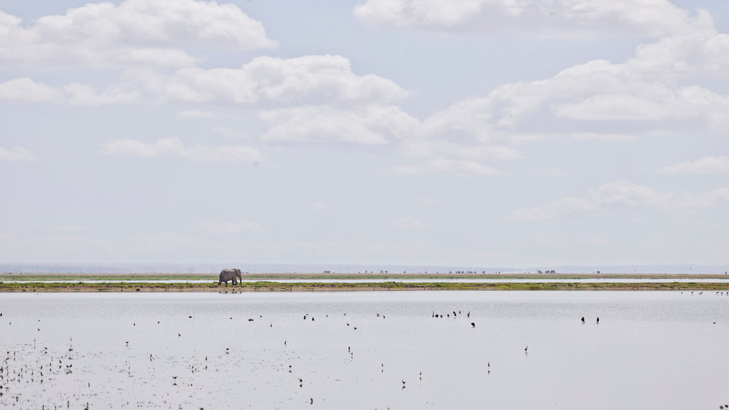 Elephant on the Horizon, Amboseli, Kenya, 2019