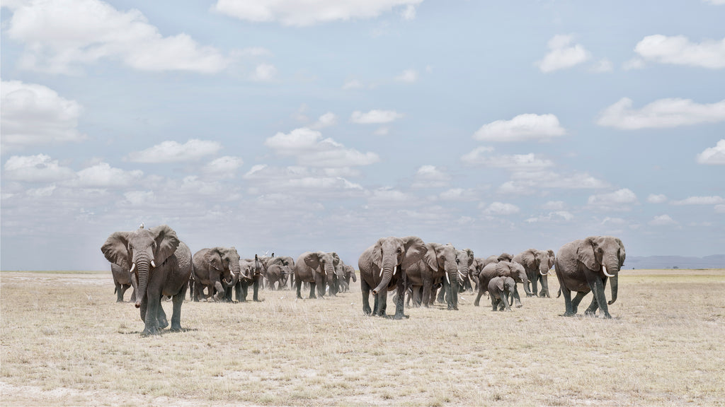 Elephants Crossing Dusty Plain, Amboseli, Kenya, 2019